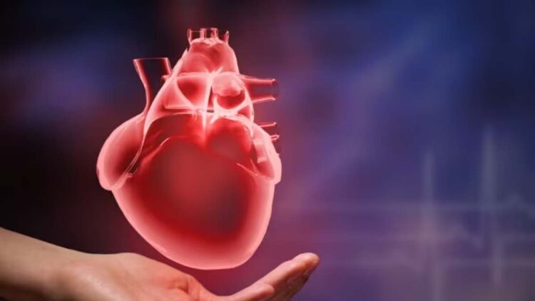 शारीरिक गतिविधियों में कमी के कारण बढ़ता है हृदय का आकार, एक्सपर्ट्स ने किया खुलासा 1 शारीरिक गतिविधियों में कमी के कारण बढ़ता है हृदय का आकार, एक्सपर्ट्स ने किया खुलासा