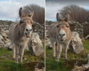 पाकिस्‍तान में हुए 59 लाख गधे, चीन में बढ़ी पाकिस्‍तानी गधों की डिमांड,