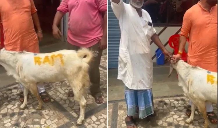 बलि के बकरे