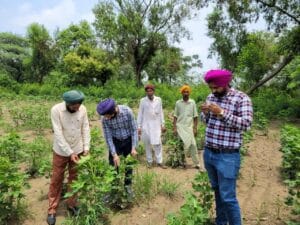 PUNJAB AGRICULTURE