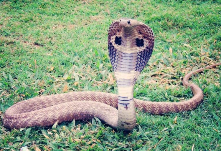 Snake Repellent solution: घर में रखी इन चीजों की गंध से जहरीले सांप रहते हैं कोसों दूर, रिसर्च में हुआ खुलासा