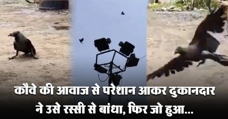 दुकानदार ने रस्सी से बांधा कौआ, बचाने के लिए आ गए सैकड़ों कौए, देखें वीडियो 1 कौआ