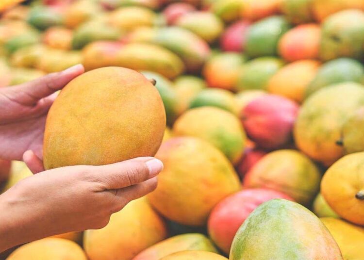 Bengal के मालदा आम के निर्यात पर पड़ा असर, घरेलू बाजार में मिल रहे बेहतर दाम