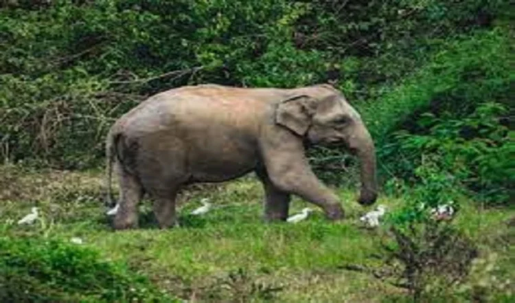 तमिलनाडु के जंगल में लकड़ी इकट्ठा करने गई बुजुर्ग महिला को हाथी ने कुचला, मौत