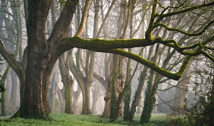 महाराष्ट्र में सिंधुदुर्ग के जंगल में पेड़ से बंधी मिली अमेरिकी महिला,