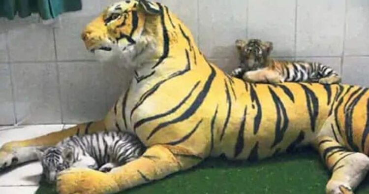 बाघ
