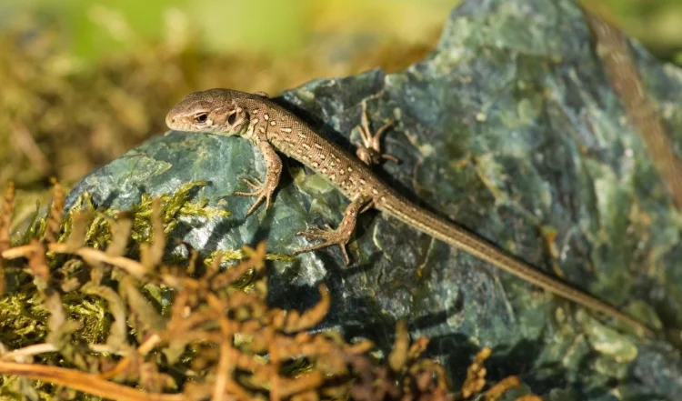 तेलंगाना के हॉस्टल में नाश्ते में परोसी गयी छिपकली! खाना खाकर 35 छात्र हुए बीमार