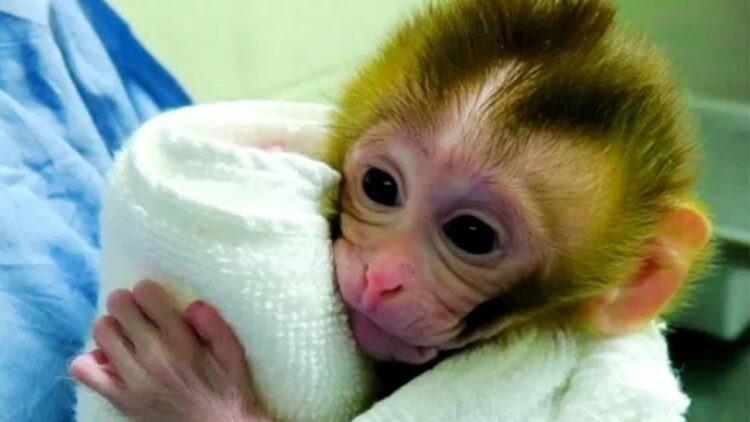 नर्सों ने बंदर के साथ बनाई रील… सोशल मीडिया पर कर दिया वायरल, मिली ये सजा