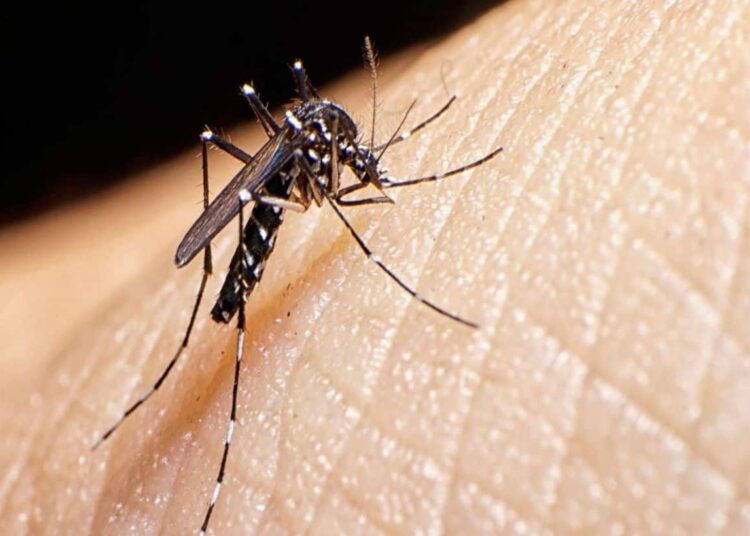Dengue Mosquito: क्या ऐसा हो सकता है? इंसानों से भी होता है मच्छरों को डेंगू! डॉक्टर ने बताई खास बात