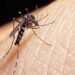 Dengue Mosquito: क्या ऐसा हो सकता है? इंसानों से भी होता है मच्छरों को डेंगू! डॉक्टर ने बताई खास बात 12 Dengue Mosquito: क्या ऐसा हो सकता है? इंसानों से भी होता है मच्छरों को डेंगू! डॉक्टर ने बताई खास बात