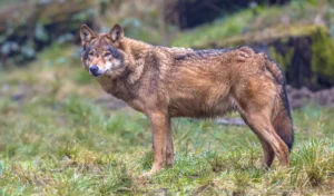 उत्तर प्रदेश के Bahraich में शुरू किया गया ‘Operation Bhedia’ क्या है?