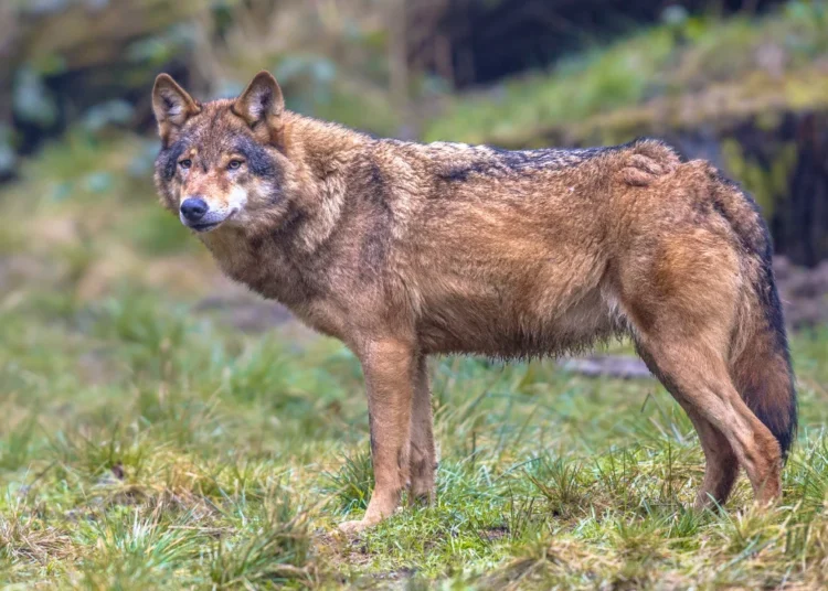 उत्तर प्रदेश के Bahraich में शुरू किया गया ‘Operation Bhedia’ क्या है?