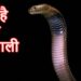 कौन है नागों का राजा, शिवजी के गले में लटकने वाले सांप का क्या नाम है? 12 कौन है नागों का राजा, शिवजी के गले में लटकने वाले सांप का क्या नाम है?