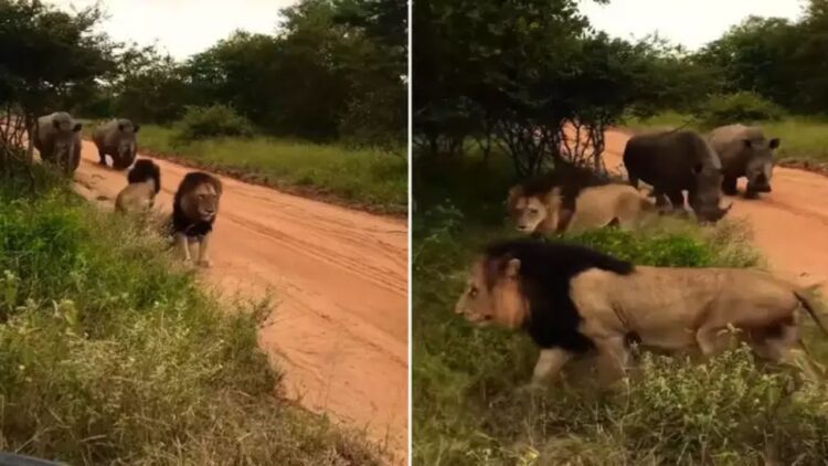 विशालकाय गैंडों