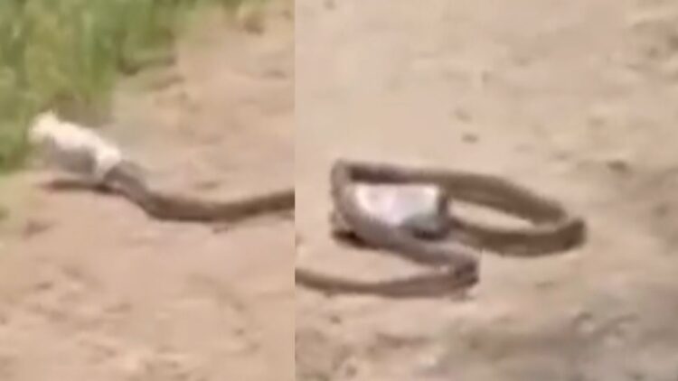 बीयर केन में अटका सांप का फन, घंटों करता रहा मशक्कत, फिर जो हुआ…