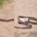 बीयर केन में अटका सांप का फन, घंटों करता रहा मशक्कत, फिर जो हुआ…