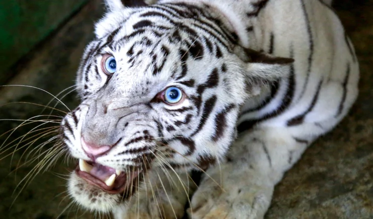 घर के आंगन में बर्तन मांज रही महिला पर बाघ ने किया हमला, मौत