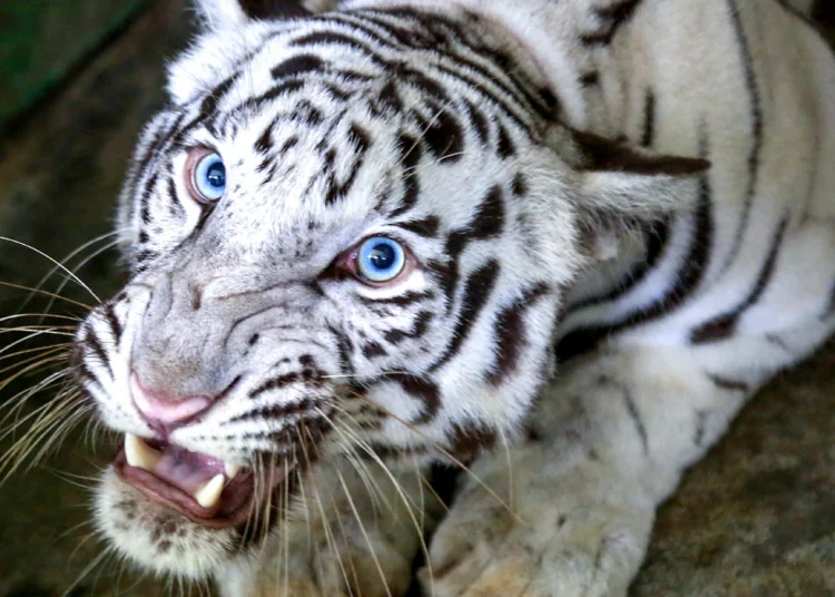 घर के आंगन में बर्तन मांज रही महिला पर बाघ ने किया हमला, मौत