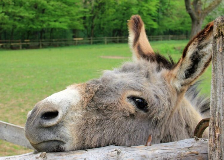 बिहार के बक्सर में गधे की मौत पर हुआ जमकर बवाल