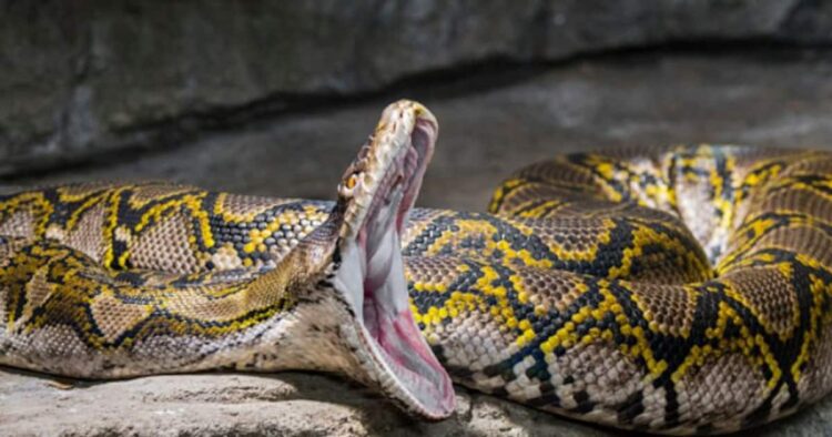 महिला और अजगर में 2 घंटे की खौफनाक जंग, मंजर देख पुलिस भी दंग