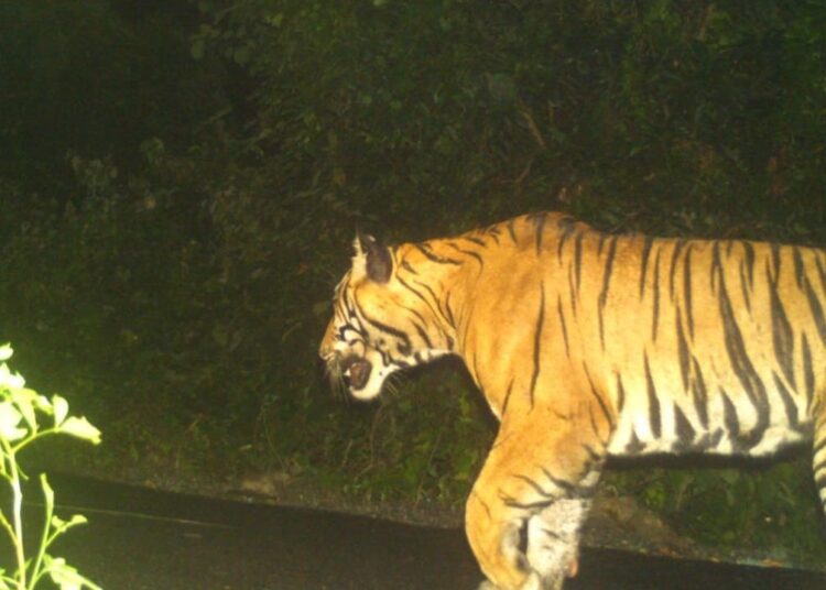 बहराइच में भेड़िया तो लखीमपुर खीरी में बाघ हुआ ‘आमदखोर’, ले ली एक और किसान की जान