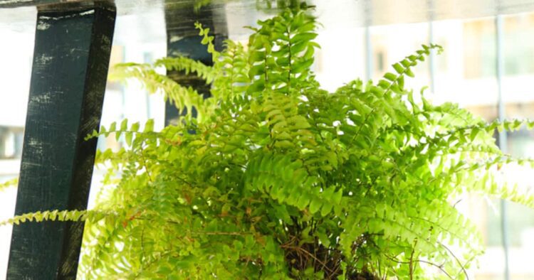 घर को हरा-भरा और तरोताजा रखना है तो प्लांट करें ये 7 पौधे