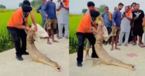 गांव तलाश रहे थे बच्चा? अजगर का पेट देखा तो उड़ गए होश,ग्रामीणों ने फिर जो किया.