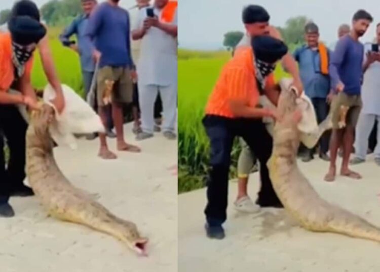 गांव तलाश रहे थे बच्चा? अजगर का पेट देखा तो उड़ गए होश,ग्रामीणों ने फिर जो किया.