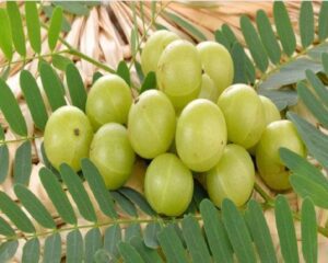Amla Navami Recipes: आंवला नवमी की 3 स्पेशल रेसिपी, अभी नोट करे