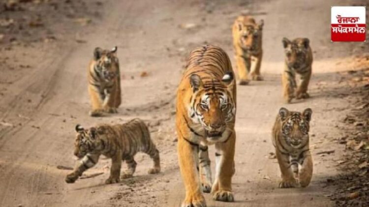 Ranthambore Sanctuary Tigers Missing:रणथंभौर अभयारण्य के 75 बाघों में से एक तिहाई लापता