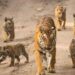 Ranthambore Sanctuary Tigers Missing:रणथंभौर अभयारण्य के 75 बाघों में से एक तिहाई लापता