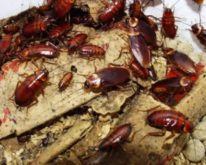 Cockroach Milk