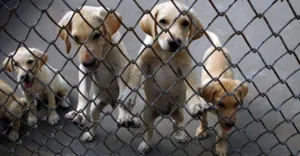 Lakshadweep Snake Free State, Dog Free State in India, Rabies Free Lakshadweep, Lakshadweep Tourism, Flora and Fauna of Lakshadweep, Lakshadweep Biodiversity, Union Territories of India, Lakshadweep Islands, Snakes in India, Indian Tourism, Coral Reefs Lakshadweep, Snake-Free State News।