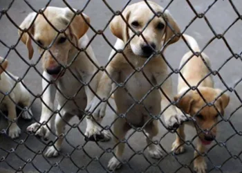 Lakshadweep Snake Free State, Dog Free State in India, Rabies Free Lakshadweep, Lakshadweep Tourism, Flora and Fauna of Lakshadweep, Lakshadweep Biodiversity, Union Territories of India, Lakshadweep Islands, Snakes in India, Indian Tourism, Coral Reefs Lakshadweep, Snake-Free State News।