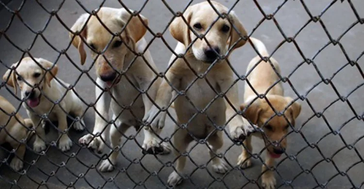 Lakshadweep Snake Free State, Dog Free State in India, Rabies Free Lakshadweep, Lakshadweep Tourism, Flora and Fauna of Lakshadweep, Lakshadweep Biodiversity, Union Territories of India, Lakshadweep Islands, Snakes in India, Indian Tourism, Coral Reefs Lakshadweep, Snake-Free State News।