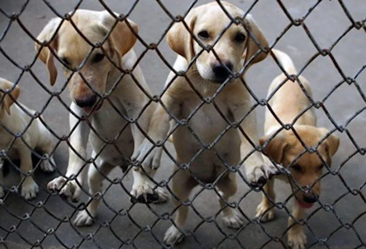 Lakshadweep Snake Free State, Dog Free State in India, Rabies Free Lakshadweep, Lakshadweep Tourism, Flora and Fauna of Lakshadweep, Lakshadweep Biodiversity, Union Territories of India, Lakshadweep Islands, Snakes in India, Indian Tourism, Coral Reefs Lakshadweep, Snake-Free State News।