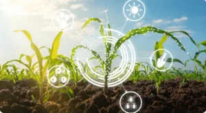 Rabi Crops Sowing 2024