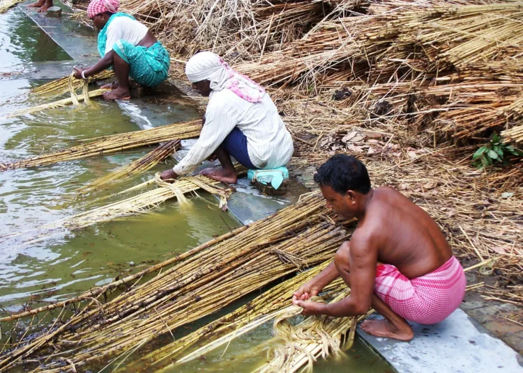 Raw Jute MSP 2025-26, जूट न्यूनतम समर्थन मूल्य, PM Modi Cabinet Decisions, Piyush Goyal Jute MSP News, Jute Farmers News, FCI Rice Price Update, Agriculture News India, Jute Industry Growth, Minimum Support Price Increase