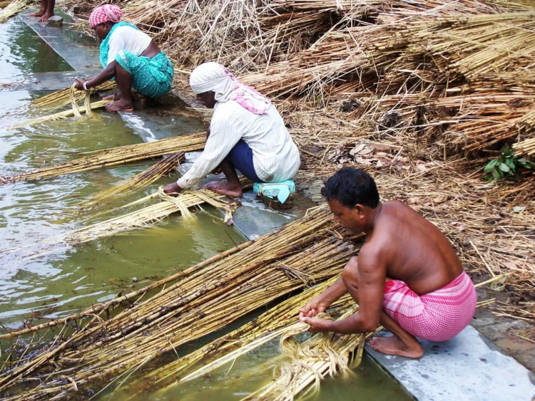 केंद्र सरकार का बड़ा फैसला: जूट उत्पादकों को 6% MSP बढ़ोतरी का तोहफा 1 Raw Jute MSP 2025-26, जूट न्यूनतम समर्थन मूल्य, PM Modi Cabinet Decisions, Piyush Goyal Jute MSP News, Jute Farmers News, FCI Rice Price Update, Agriculture News India, Jute Industry Growth, Minimum Support Price Increase