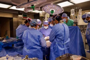 A pig kidney transplanted to a human