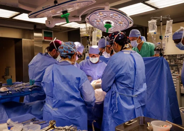 A pig kidney transplanted to a human