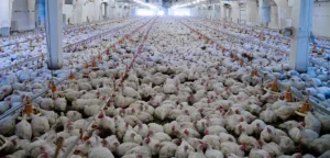 Bird Flu Alert