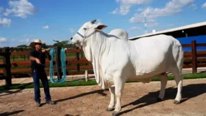 Ongole breed cow