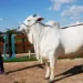 Ongole breed cow