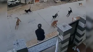 Dog Attack Viral Video