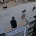 Dog Attack Viral Video