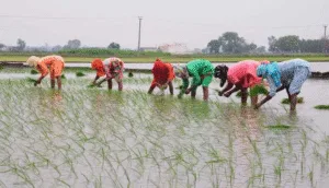 Paddy season