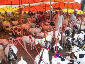 15 lakh rupees goat in delhi allah written on it