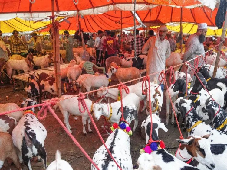 15 lakh rupees goat in delhi allah written on it