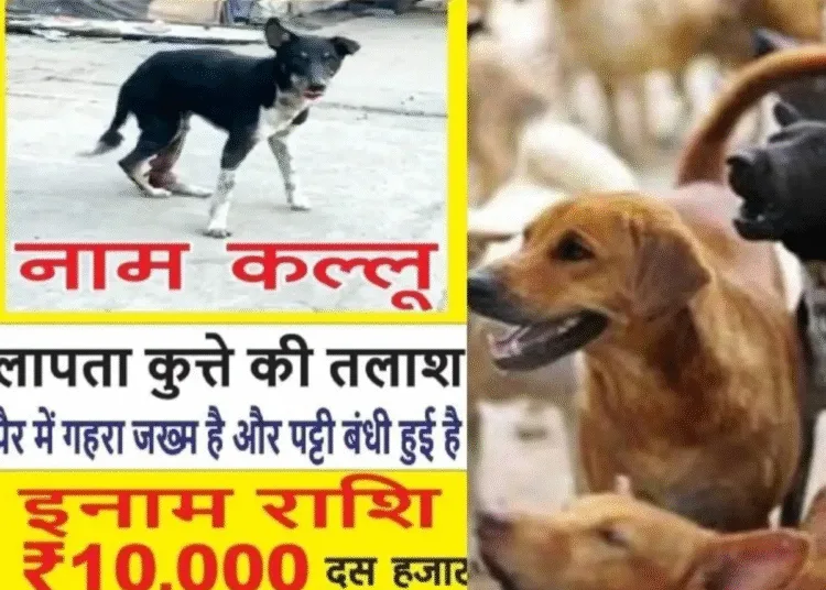 who is this kullu engineer announced a reward to find him got posters pasted at 130 places